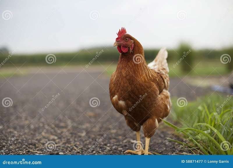 Conoce el Juego de Azar mas Emocionante de España: Chicken Road in Spain