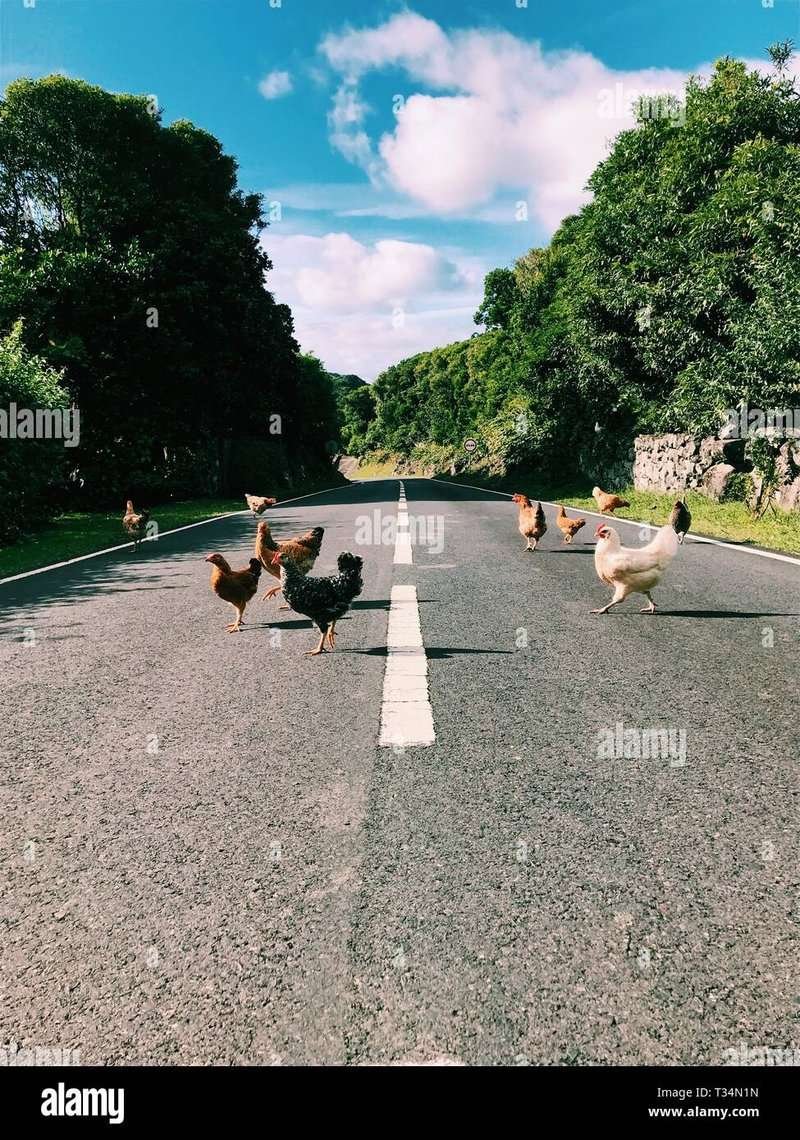 Conoce la Aventura de la Ruta del Pollo en la Casino española Online