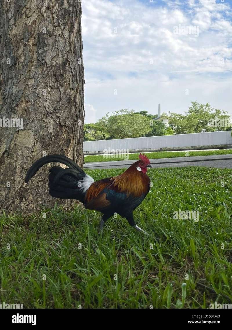 Chicken road gokkast in Netherlands